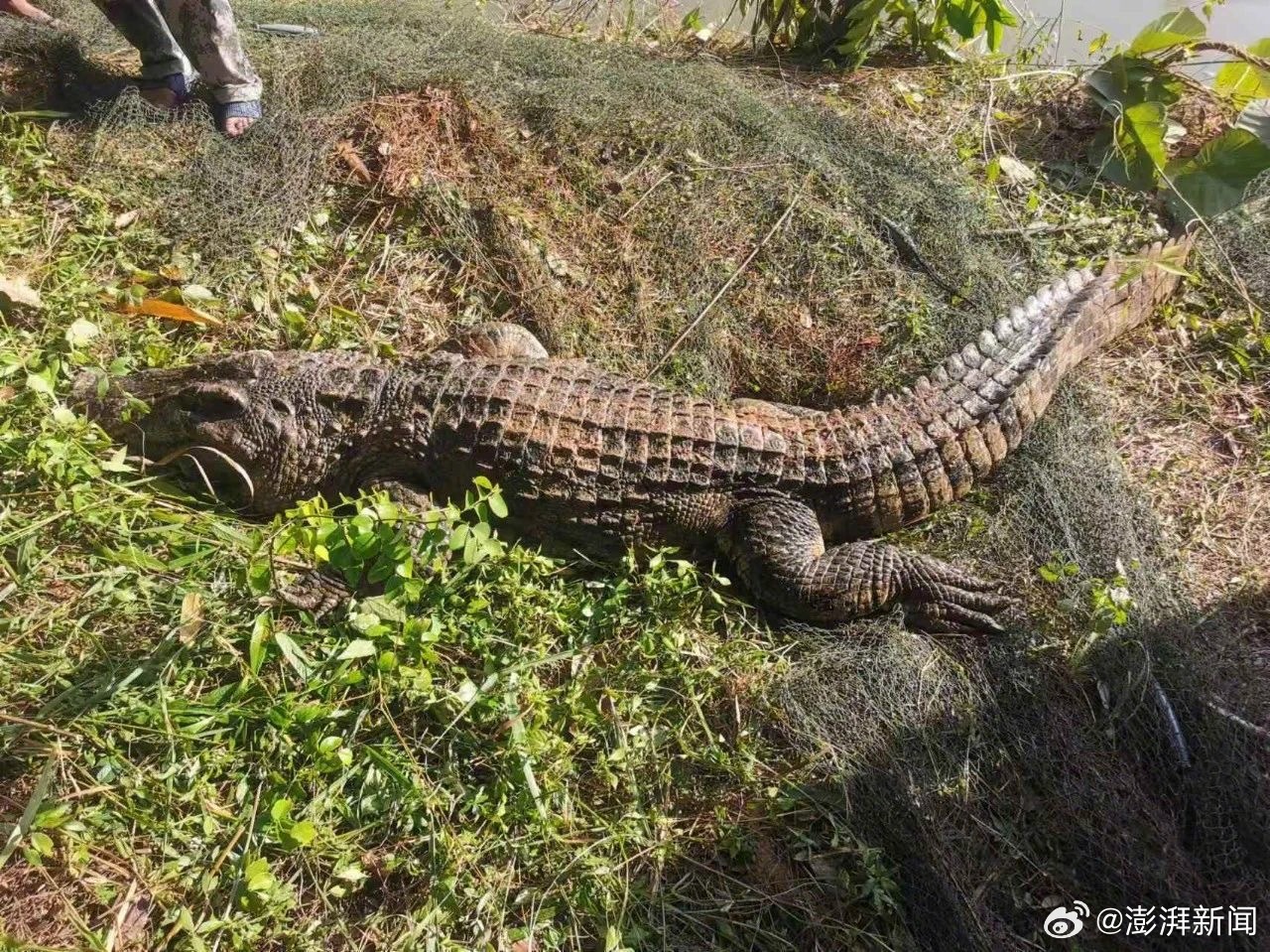 310斤鳄鱼破笼脱逃 特警开枪击毙