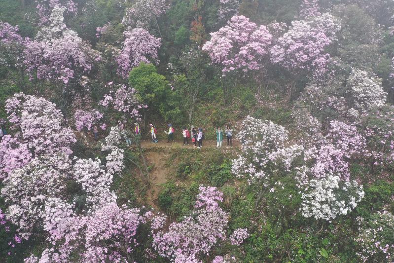 最新型梳棉机视频，一场探索自然美景的旅行