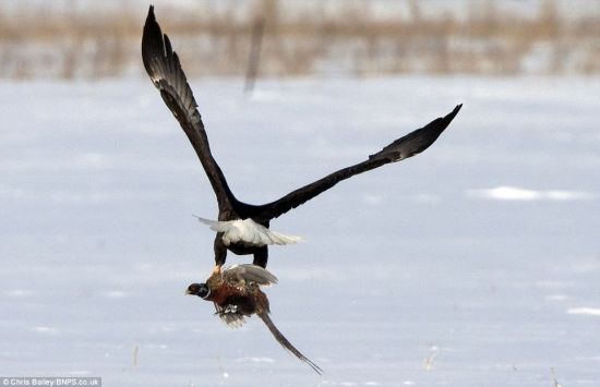 秃鹰打野鸡最新视频🦅🐔