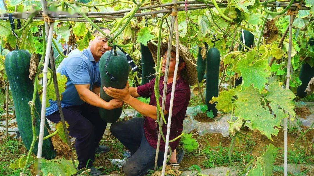 设施农业最新补助政策，详细步骤指南