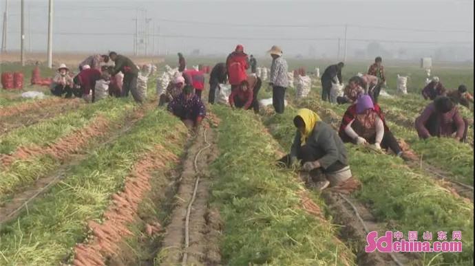 菏泽土豆价格最新行情分析